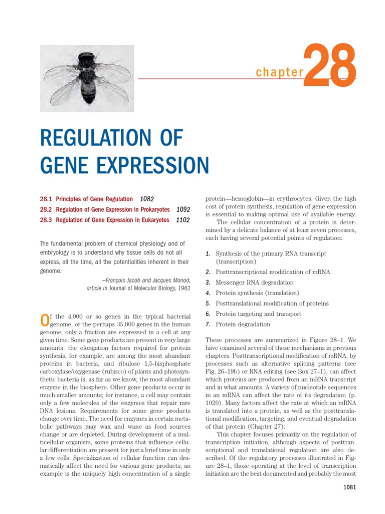 Regulation of Gene Expression Overview | PDF | Operon | Promoter (Genetics)