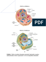 Celula Animala Si Celula Vegetala