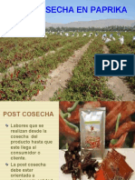 Ejemplo Postcosecha Paprika