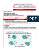 Actividad Enzimatica 1