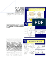 Desarrollo Cráneo Facial