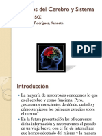 Estudios_del_Cerebro_y_Sistema_Nervioso