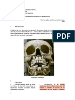 Crecimiento y Desarrollo Craneofacial