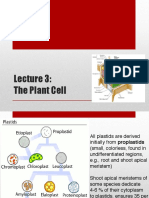 Plant Cell Organelles: Proplastids, Plastids, Vacuoles, and Their Functions
