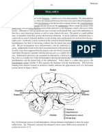 thalamus.pdf