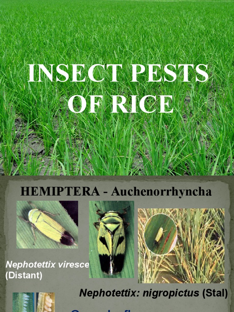 Common Insect Pests of Rice and Crops | PDF | Rice | Fruit