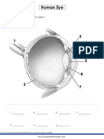 Human Eye: Label The Parts of The Diagram Below
