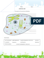 Animal Cell Diagram PDF