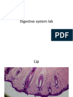 Digestive System Lab1 PDF