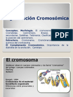 Organización Cromosómica y Cariotipo