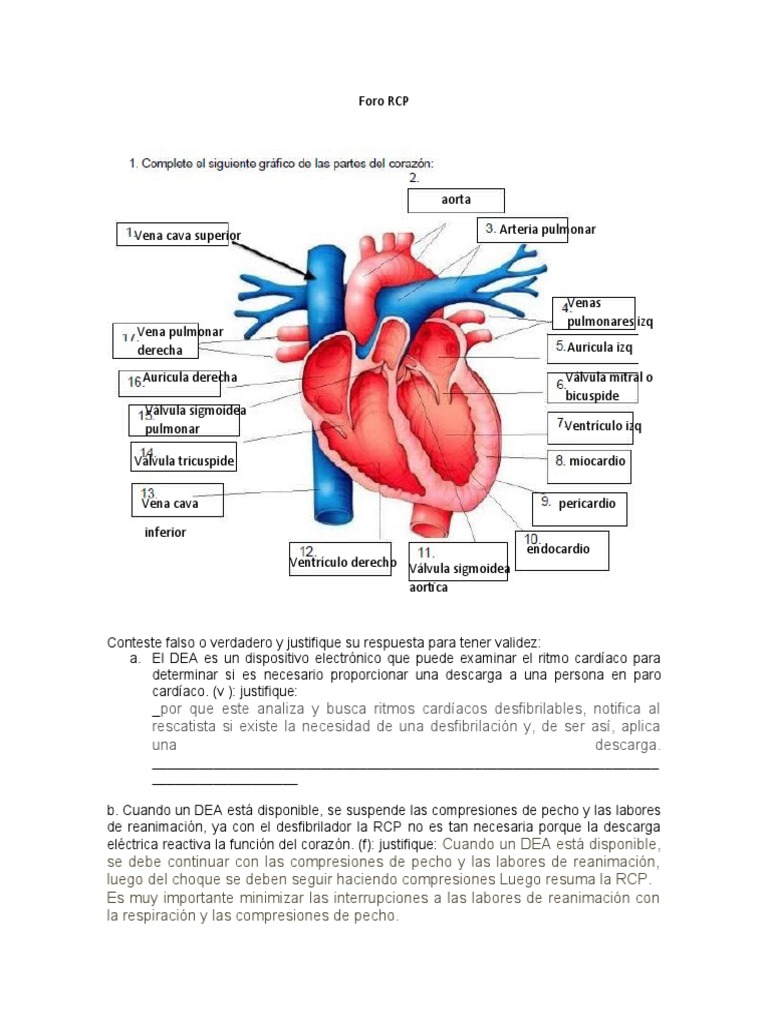 Foro RCP | PDF | Reanimación cardiopulmonar | Corazón