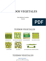 Tejidos Vegetales Botanica Taxonomica