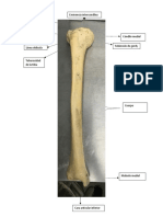 Esqueleto - Cintura Pélvica y Extremidades Inferiores