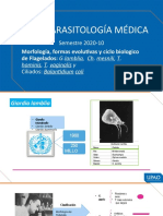 Curso Parasitología Médica: Semestre 2020-10