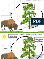 Carbon-Oxygen Cycle: How Plants & Animals Exchange Gases