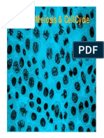 Cellcycle - PDF - Angela Bici
