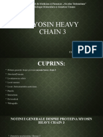 Myosin Heavy Chain 3 2