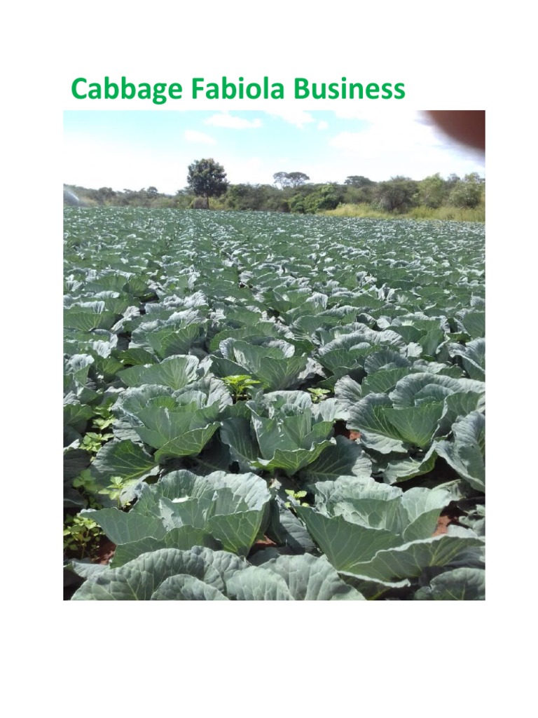 Cabbage Business Plan