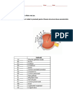 Alcatuirea Ochiului