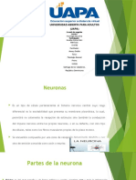 Neuronas Diapositiva Psicologia General Rosalba