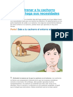 Cómo entrenar a tu cachorro para que haga sus necesidades