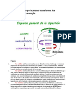 Como El Cuerpo Humano Transforma Los Alimentos en Energía