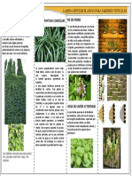 Láminas de plantas para jardines verticales: Ipomea purpurea, Chlorophytum comosum, Senecio rowleyanus y hoja de limón
