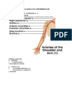 VASCULARIZATIA MEMBRELOR.doc