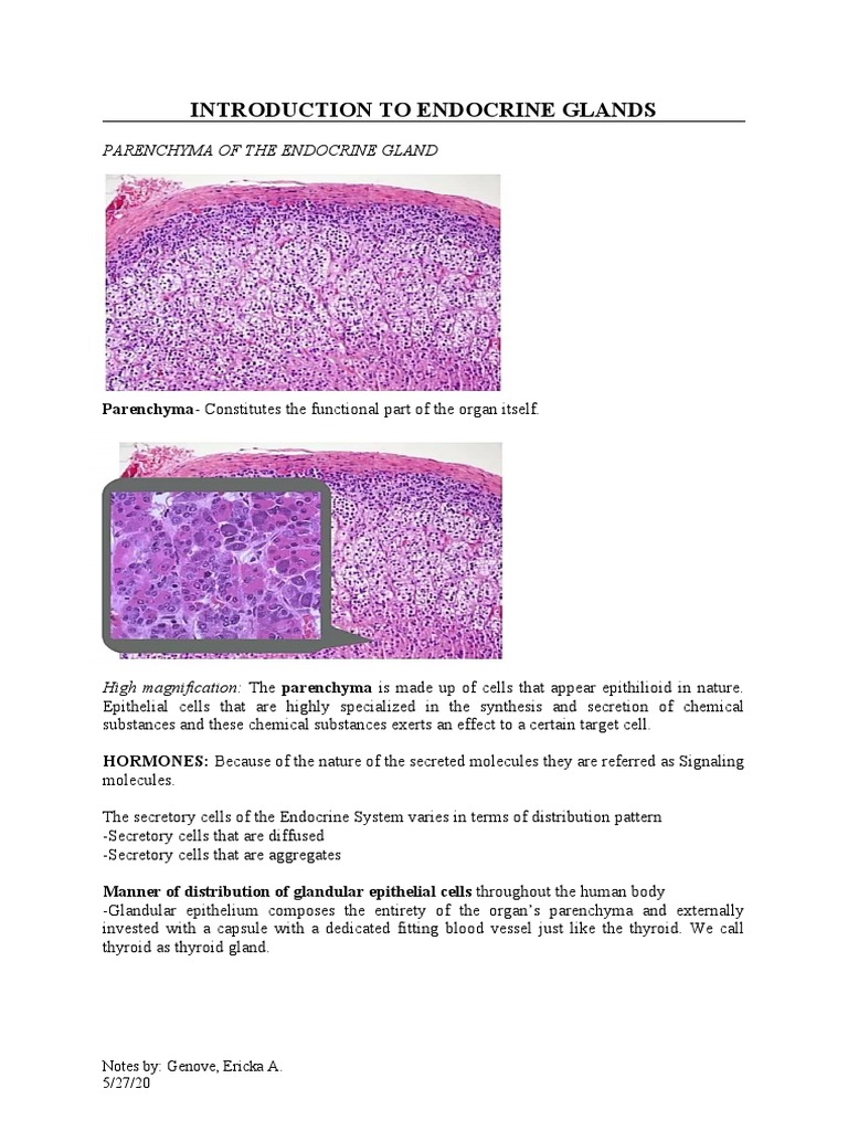 Introduction To Endocrine Glands | PDF | Hormone | Endocrine System