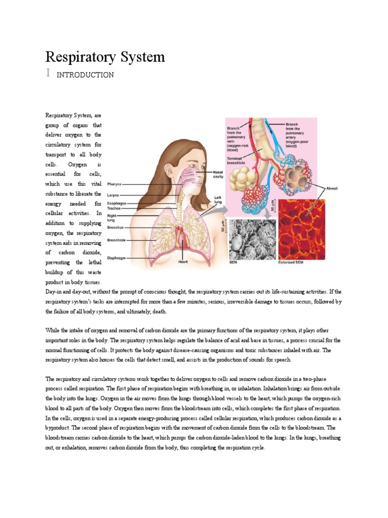 Report Respiratory System