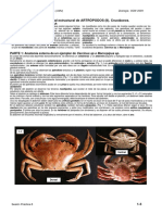 Sesión Práctica 8. Diversidad estructural de ARTRÓPODOS Crustáceos