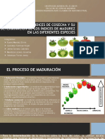 Diapositivas de Indice de Madurez
