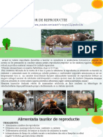 PPT.odphranirea taurilor de reproductie (1)