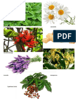 plantas medicinais todas os tipos de imagem
