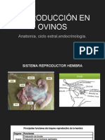 Reproducción en ovinos: ciclo estral, anatomía y factores clave