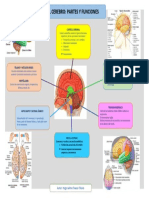 El Cerebro