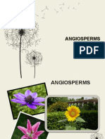 Angiosperms PPT Revised