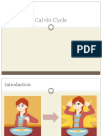 Calvin Cycle