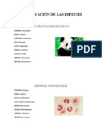 Clasificacion Taxonomica