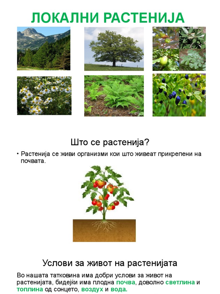 Локални растенија - презентација