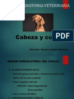 Cabeza y cuello2020 2da partePDF (1).pdf