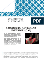 Conductos Alveolares