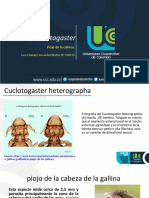 Cuclotogaster