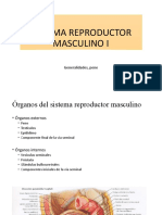 Sistema Reproductor Masculino I