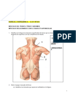 Músculos tronco y apéndices