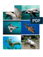 animales acuaiticos.docx