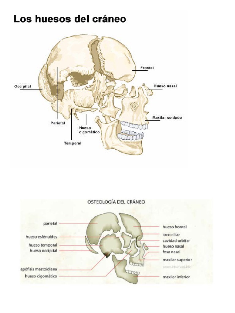 Osteología del Cráneo Humano | PDF | Cráneo | Anatomía de los primates, image size:768x1024