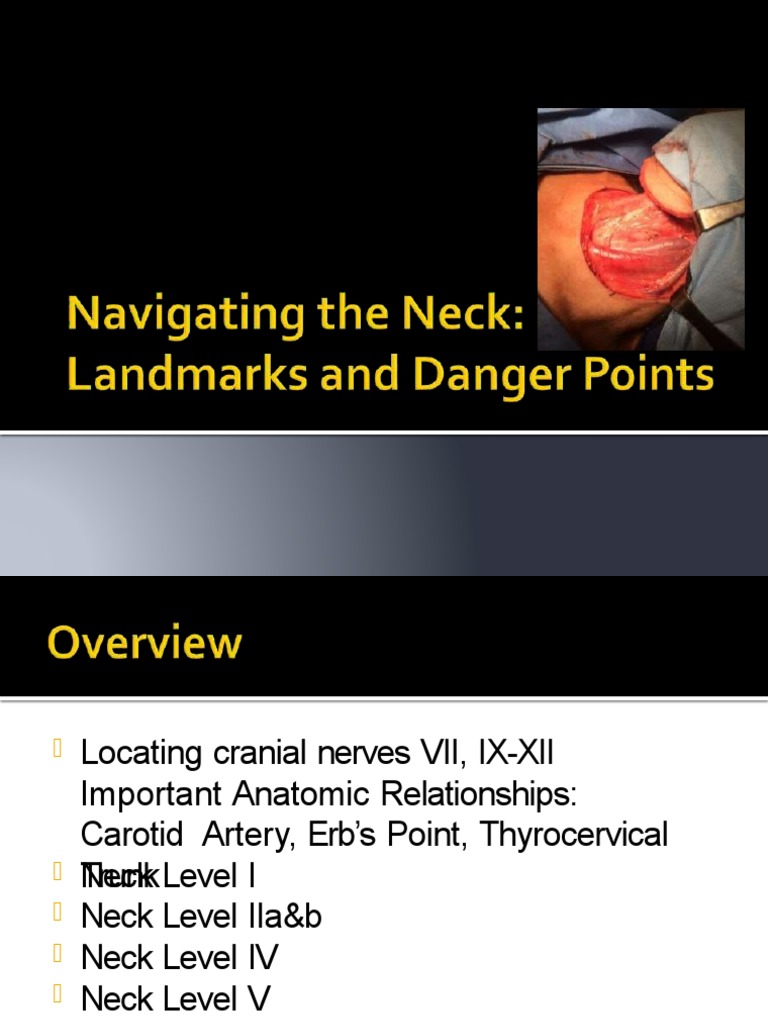 Important Surgical Landmarks in Neck PDF Common Carotid Artery Neck