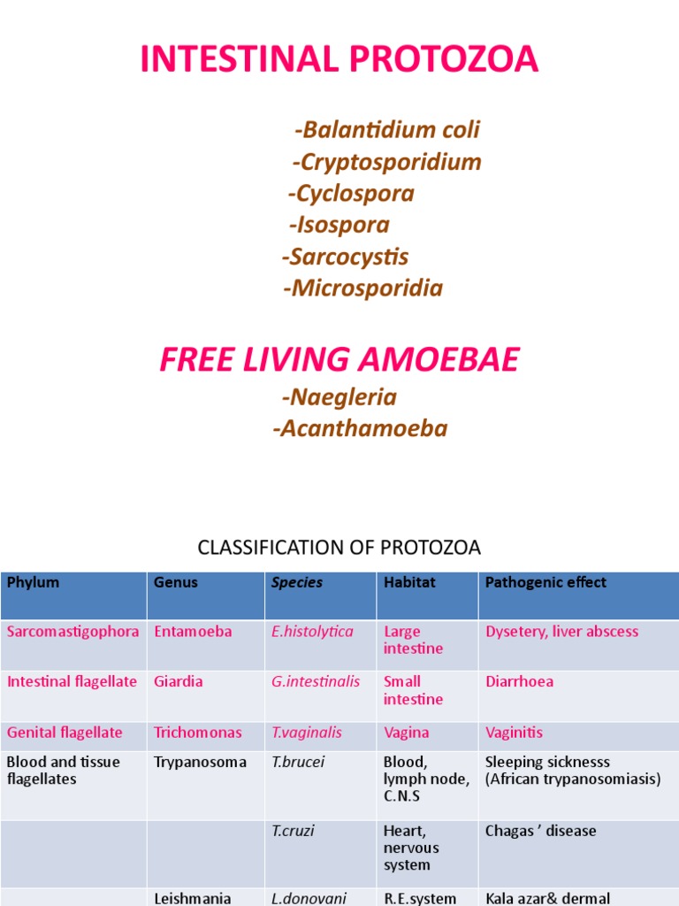 3.b.coli, Crypt, Cyclo, Iso, Sarco, Microsp, Acnth, Naeg Diseases And