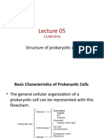 Structure of Prokaryotic Cell